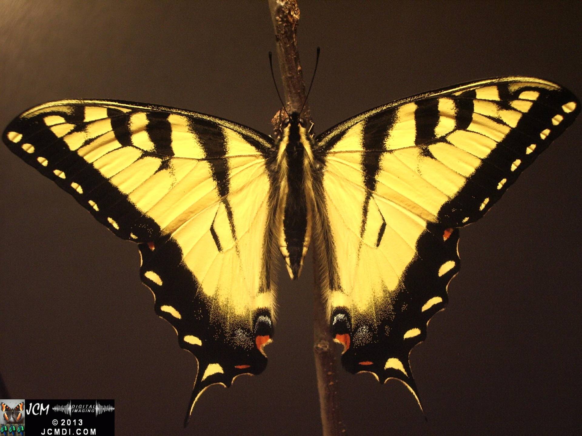 Western Tiger SwallowtIl Papilio rutulus